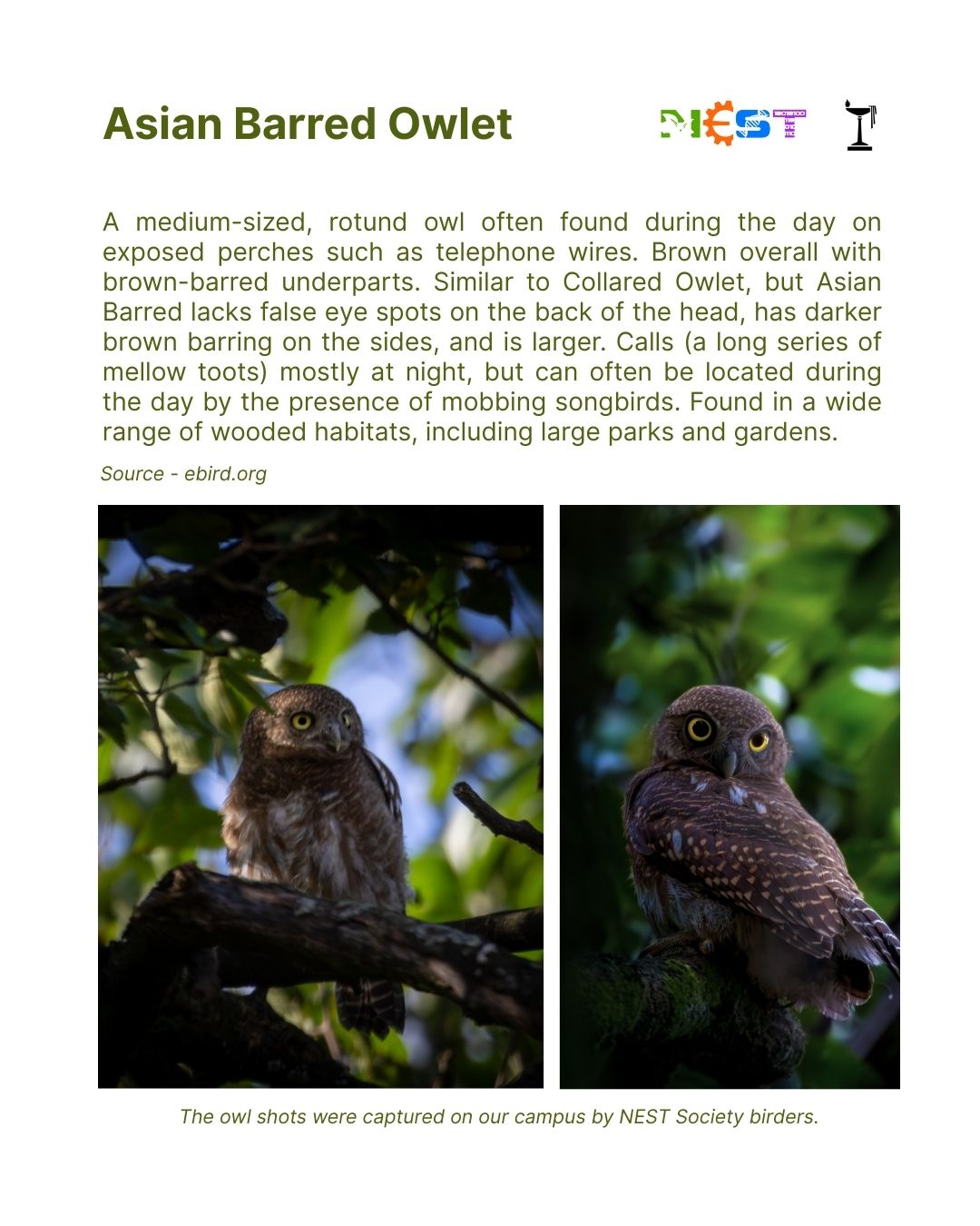 Nocturnal Realms: The Owls of Chandbagh